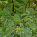 Bauhinia variegata (2)